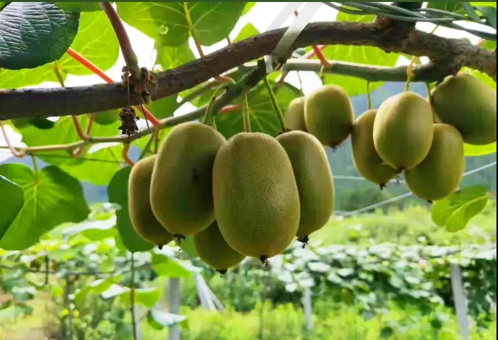 【每周優(yōu)品】自然種植~口感獨(dú)特~察隅獼猴桃！