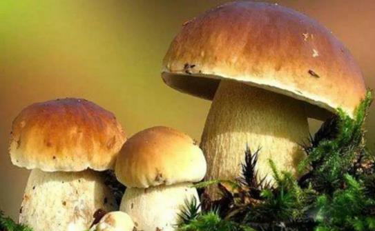 【每周優(yōu)品】開創(chuàng)菌湯新時代，是野生菌調(diào)味品食材標(biāo)桿品牌！