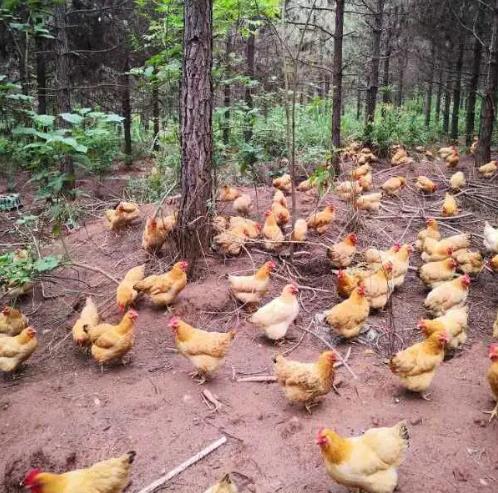 【每周優(yōu)品】綠色健康營(yíng)養(yǎng)構(gòu)樹雞，一定要試試