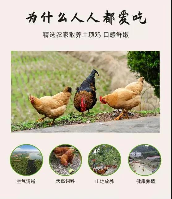 【每周優(yōu)品】馬山縣里當鄉(xiāng)的當紅“土雞”--瑤鄉(xiāng)人民的“土鳳凰”