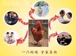 【每周優(yōu)品】綠色生態(tài)，天然散養(yǎng)——廣西崇左市江州區(qū)茘禾源生態(tài)雞