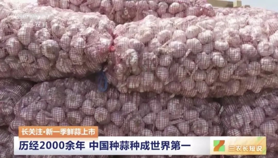 【綠色好心情】中國人一年鮮食大蒜約300萬噸，你愛吃大蒜嗎？